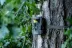 Fotopast Bresser 60° (5-20Mpx)