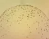 Mikroskop Delta Optical Genetic Pro Mono (40-1000x)
