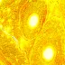 Mikroskop MAGUS Bio 250B (40-1000x)