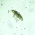 Mikroskop MAGUS Bio VD300 (100-400x) s kamerou